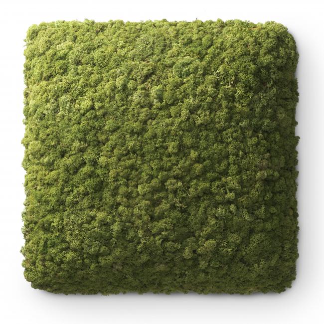 Nordgröna Reindeer Moss CONVEX certified by acousticfacts.com Nordgröna Reindeer Moss CONVEX certified by acousticfacts.com
